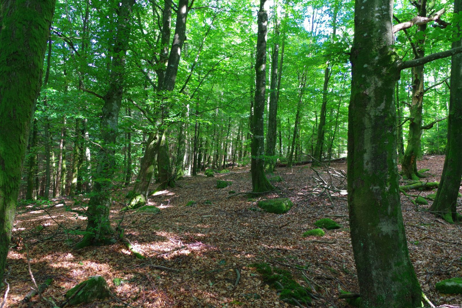 IMGP3745.JPG