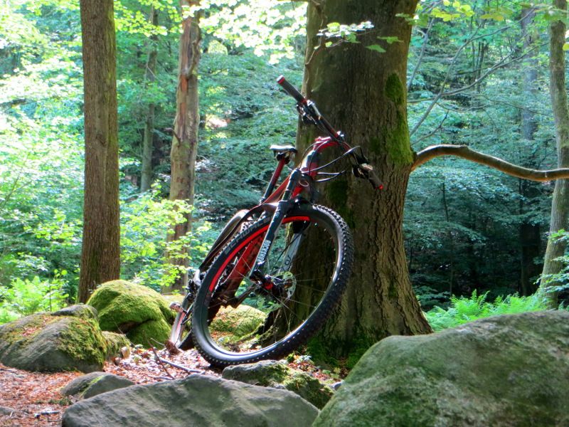 in_the_forest_small.JPG