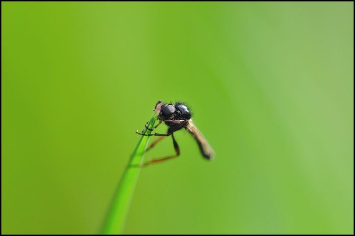 insect02.jpg ht=481