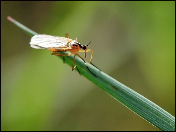 insect03.jpg ht=544