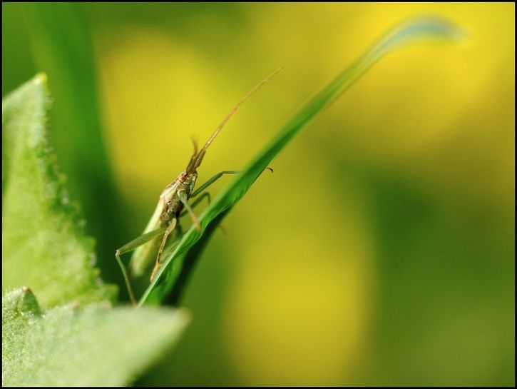 insect05.jpg ht=545