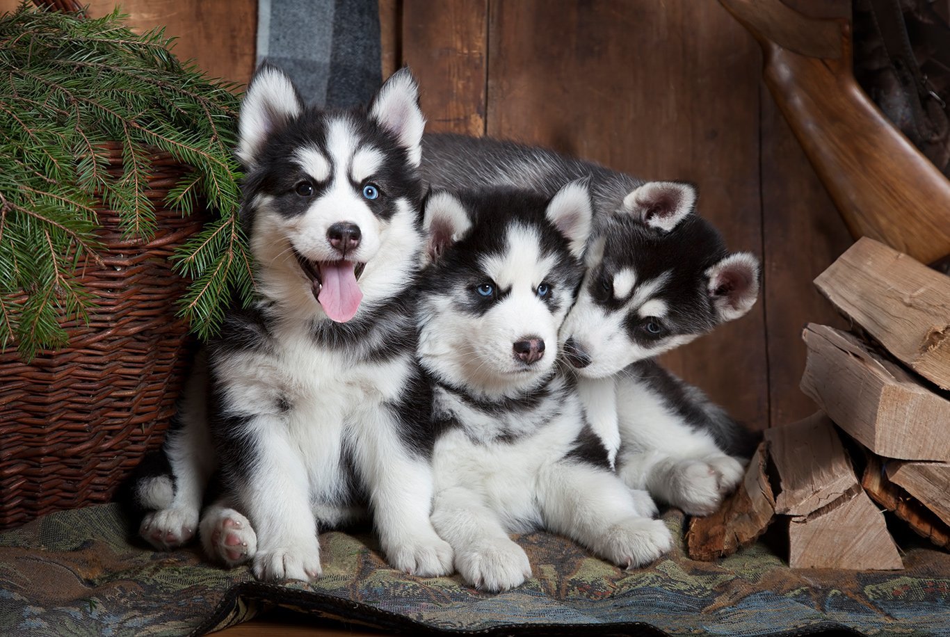 iStock-529422010.jpg