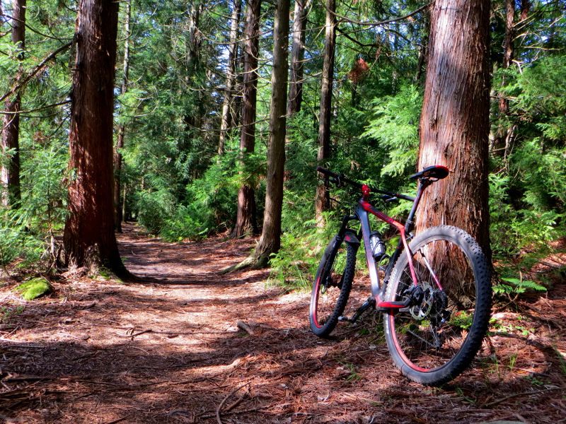 japanforest_fine_small.JPG