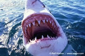 Jaws1.JPG