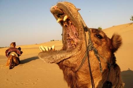 kamel.jpg ht=302