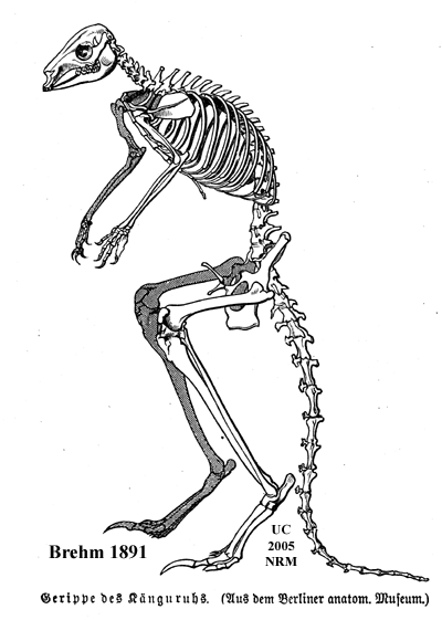kanguru-skelett-brehm-1891.gif ht=561