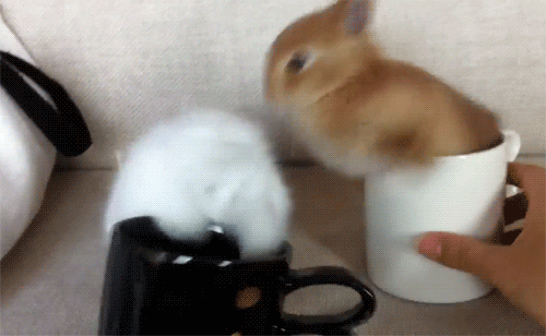 kaninImugg.gif