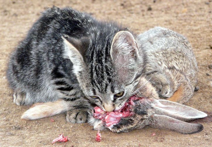 katt.jpg