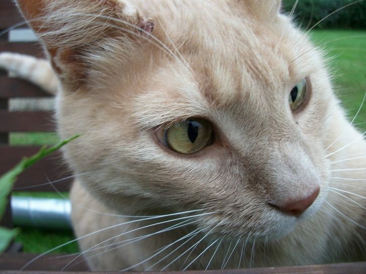 kattblad.jpg