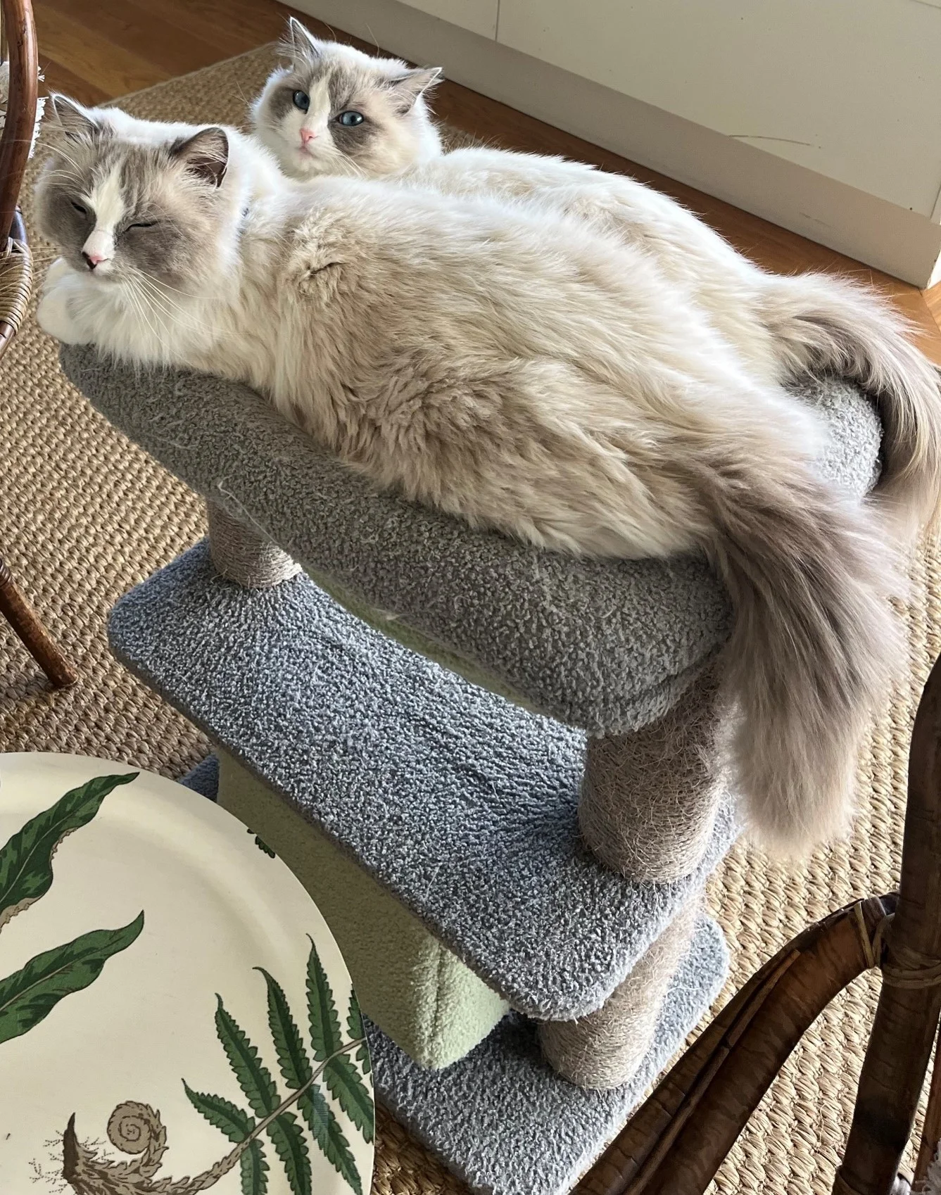 Katter_2.webp