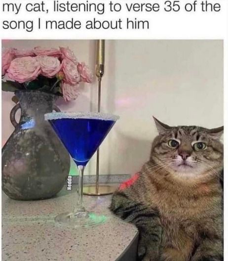 kattmeme.jpg