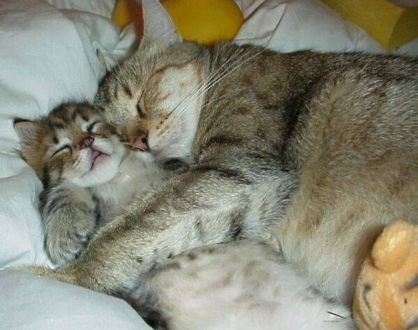 kisse.jpg ht=474