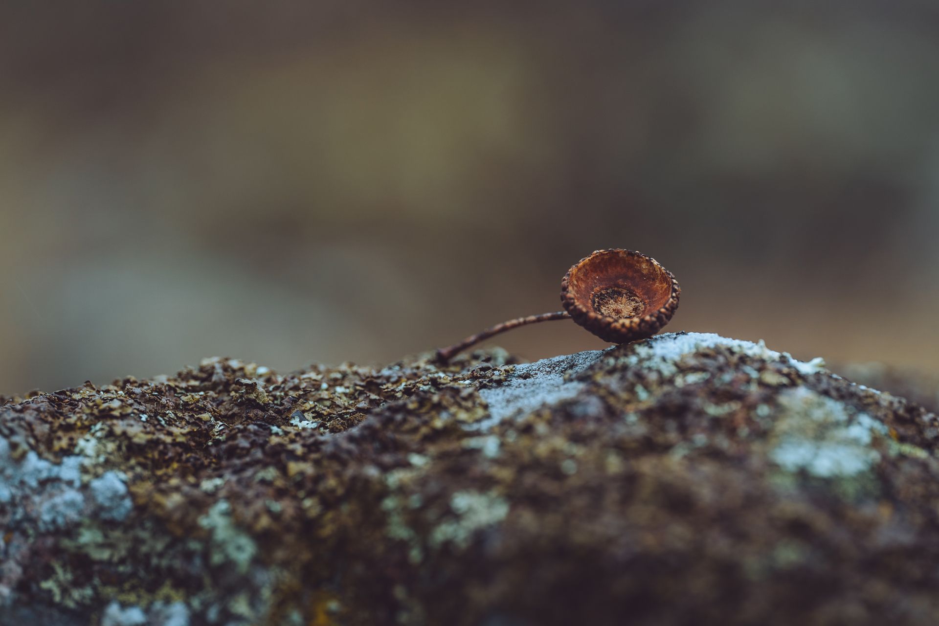 KL503929_Small.jpg
