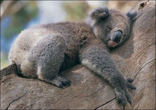 Koala.jpg