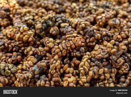 Kopi Luwak.jpg