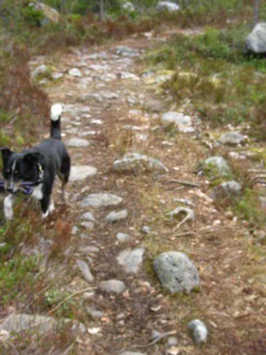 Koppeltvng.JPG ht=725