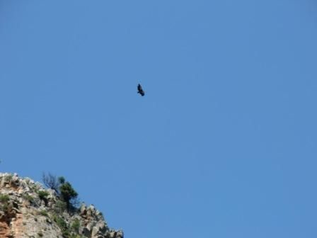 Kreta1004110.jpg ht=336