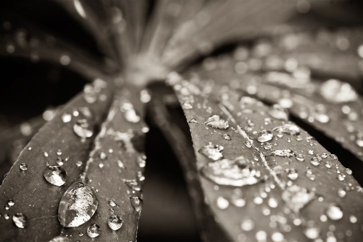 Kulla_20080717_3416-Edit.jpg