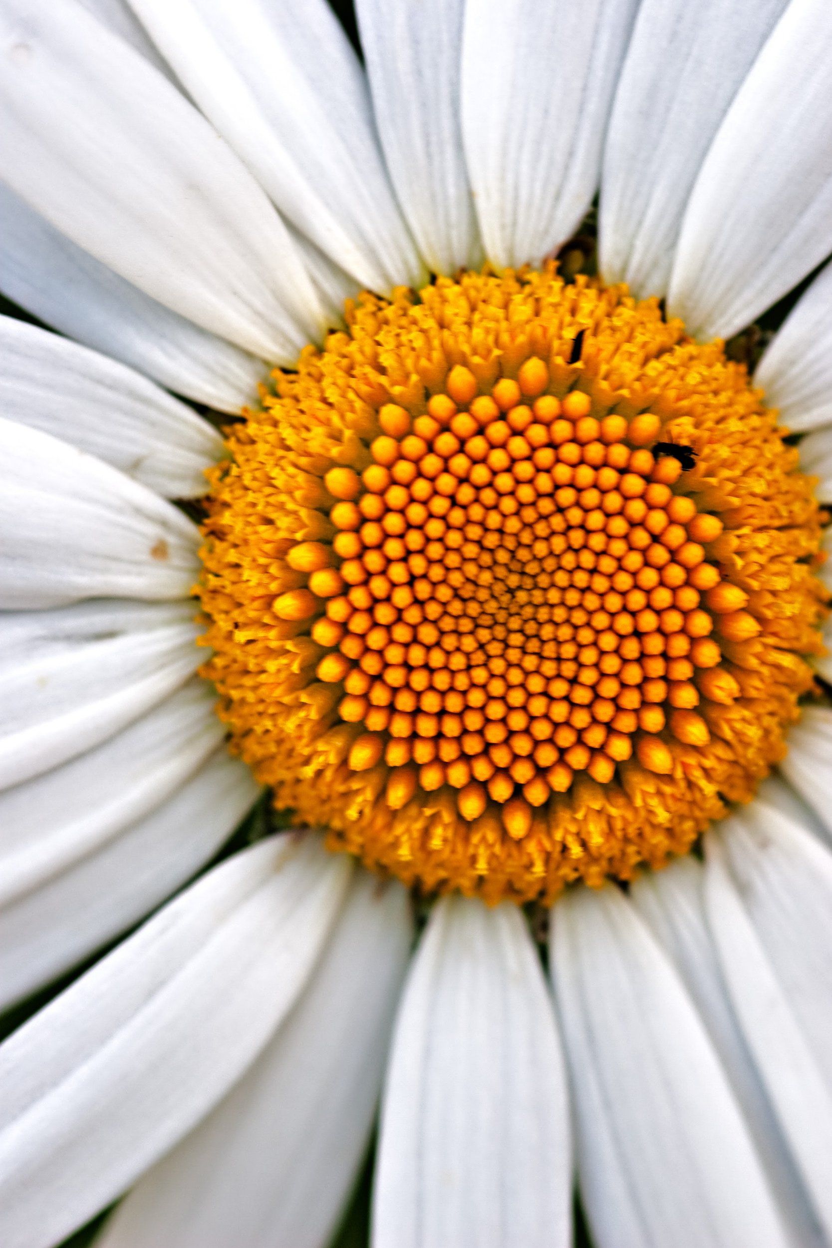Kulla_20090711_8049-Edit.jpg