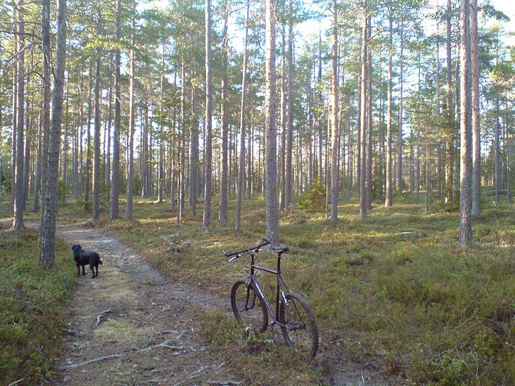 kvllstur08.jpg ht=544