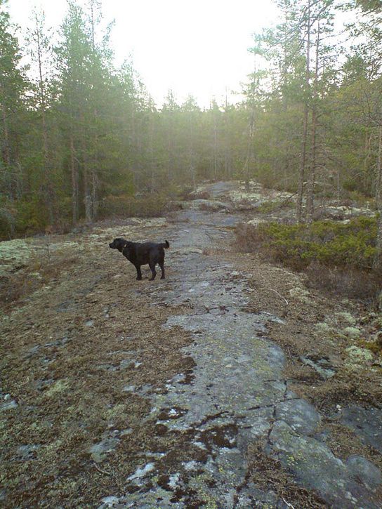 kvllstur17.jpg ht=725