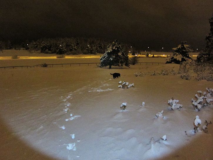 kvllstur3.JPG ht=544