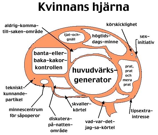 Kvinnlig_hjarna.jpg