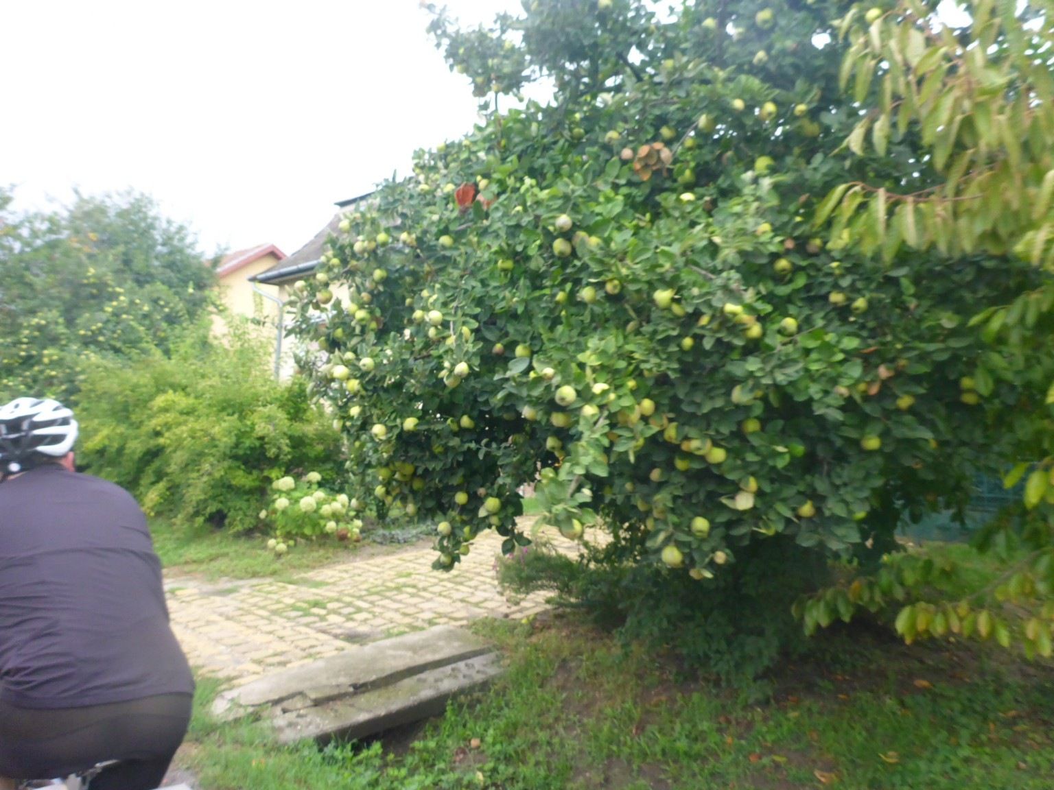 Kvitten.JPG