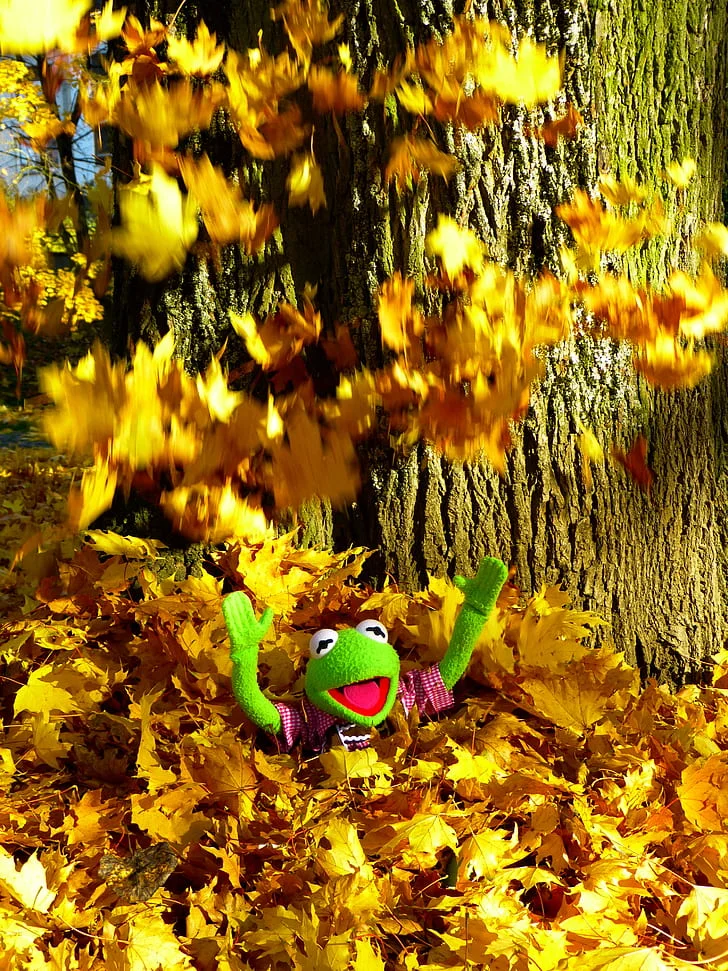 leaves-colorful-sheet-rain-fun-preview.webp