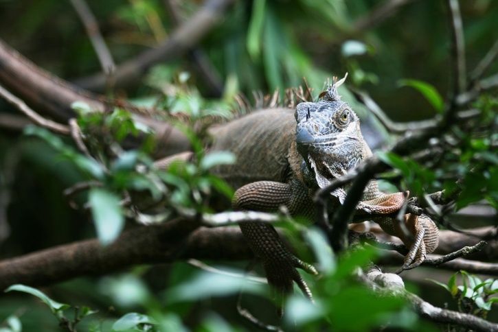 Leguan.jpg ht=484