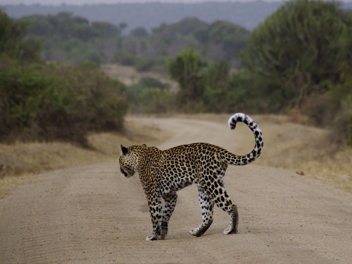 Leopardontheroad.jpg