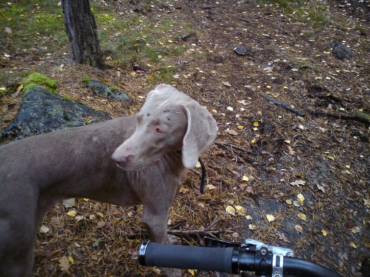 LerigEbba.JPG ht=544