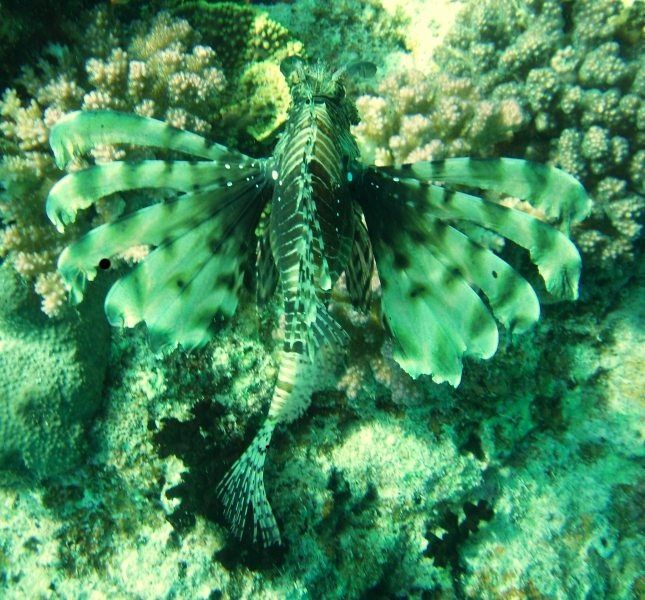 lionfish_compressed.jpg ht=600