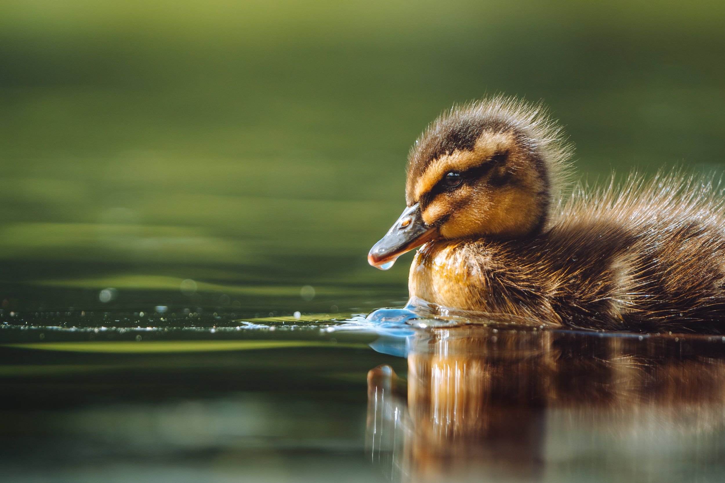 LK102793-Enhanced-NR.jpg