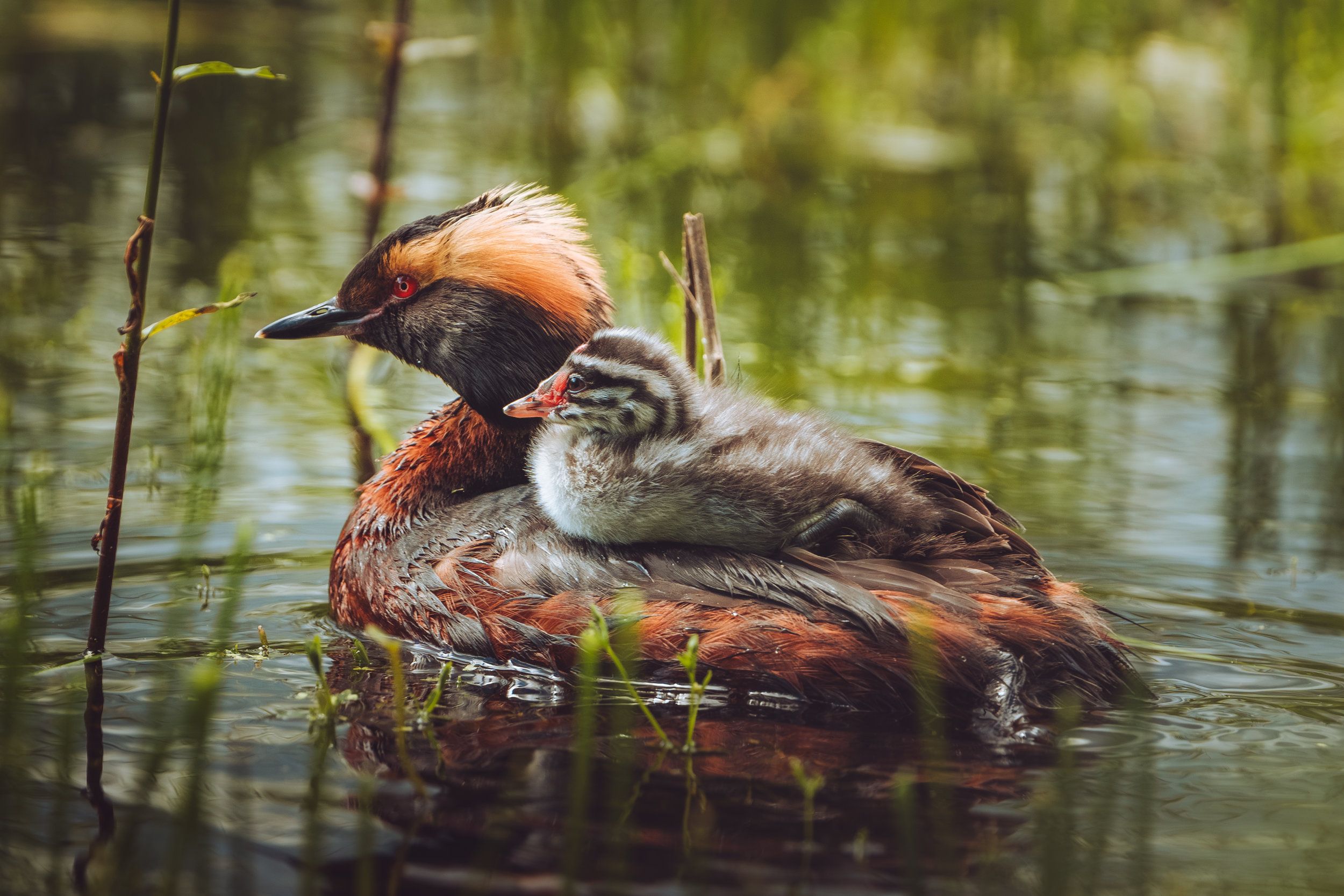 LK103544-Enhanced-NR.jpg