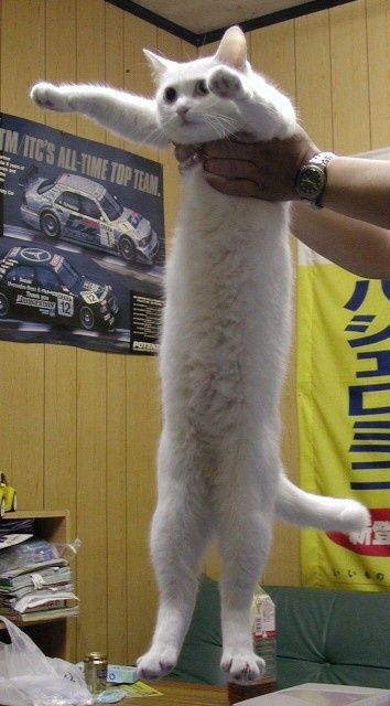 longcat.jpg ht=640