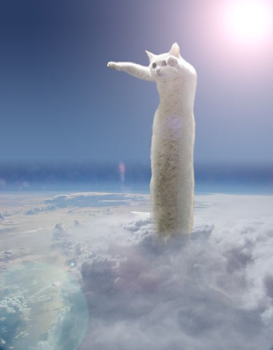 longcat3.jpg ht=709
