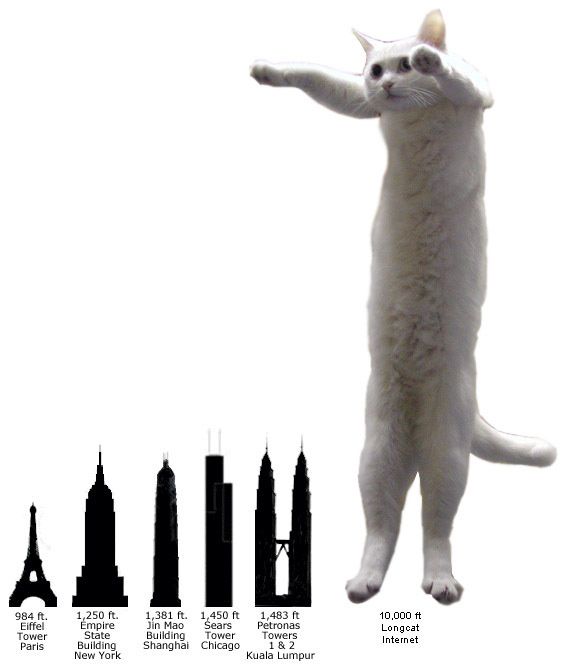 longcat4.jpg ht=665