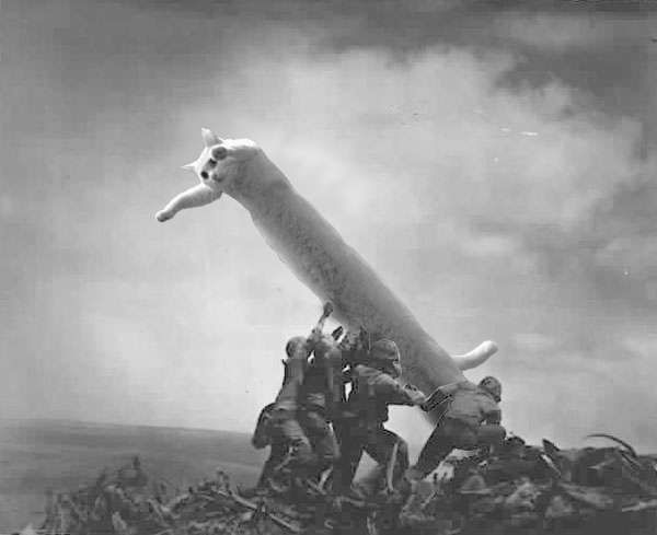 Longcat_War.jpg ht=489