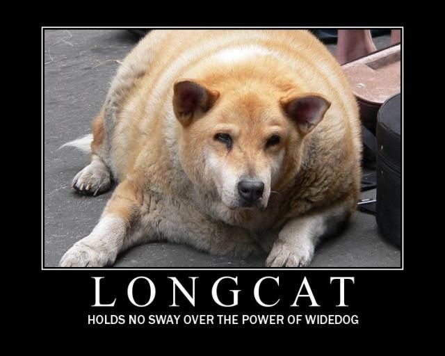 longcat_widedog_framed.jpg ht=512