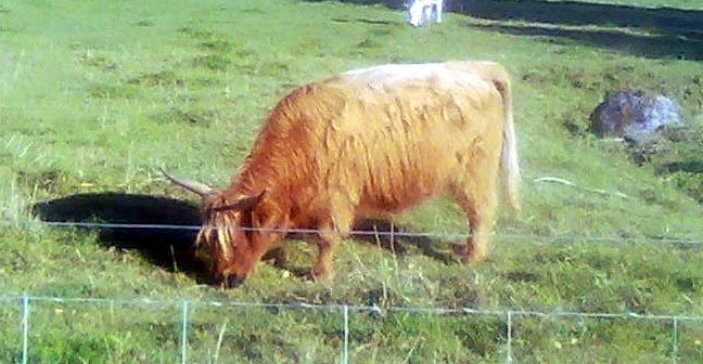 longhorn.jpg ht=336