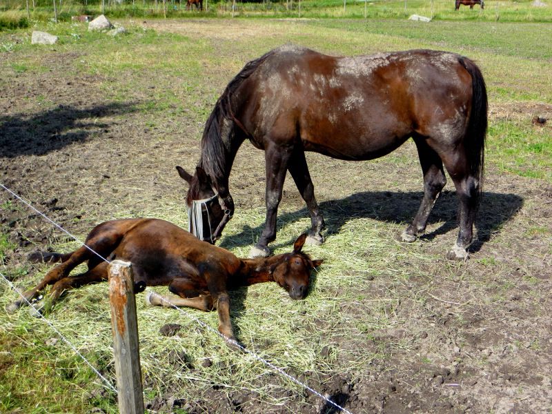 longride_horse.JPG