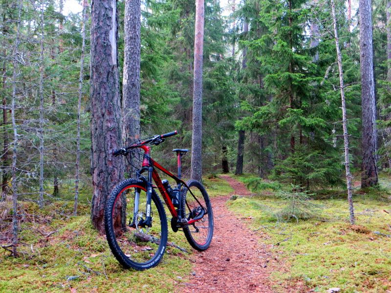 longride_treeees3.JPG