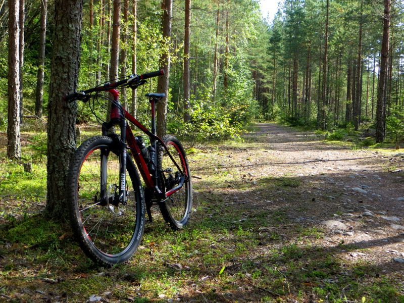longride_trees.JPG