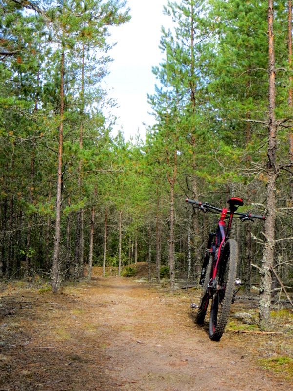 longride_trees2.JPG