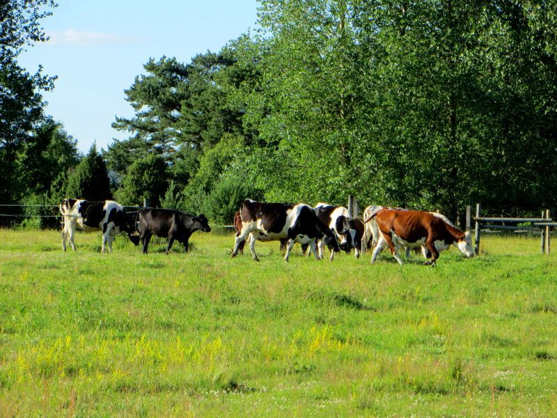 longrun_cows.JPG