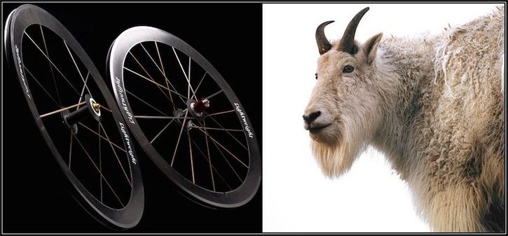 lwgoat.jpg