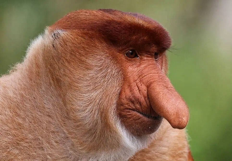 macaco-narigudojpg-01.jpeg