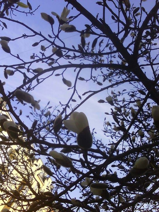 Magnolia.jpg ht=725