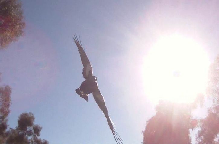 Magpie.jpg